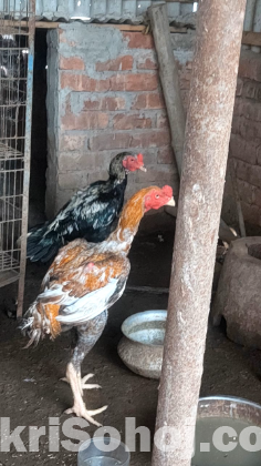 ২টি ফাইটার মোরগ বিক্রয় করা হবে